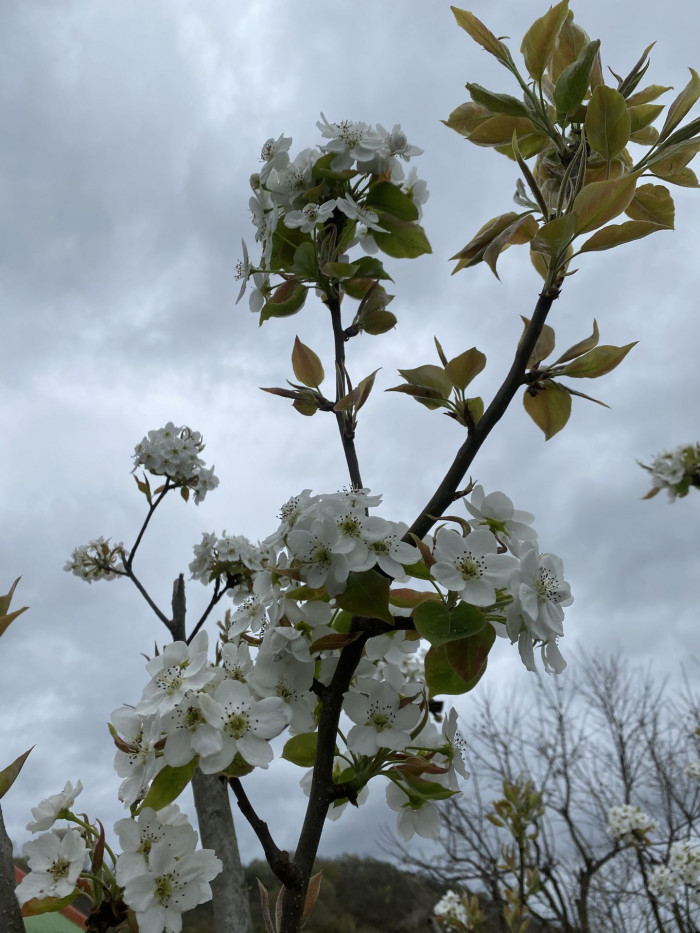 배나무 - pear tree, Pyrus pyrifolia var.culta