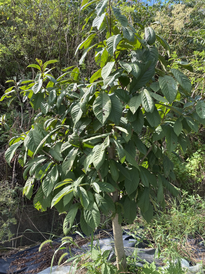 포포나무 - Sunflower pawpaw, Asimina triloba