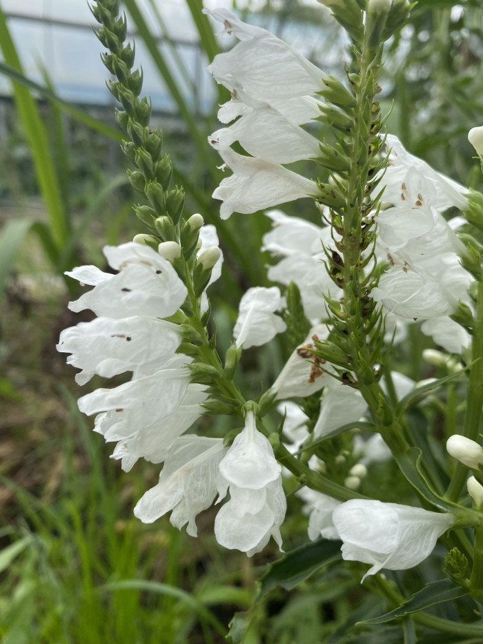 꽃범의꼬리 - Physostegia virginiana