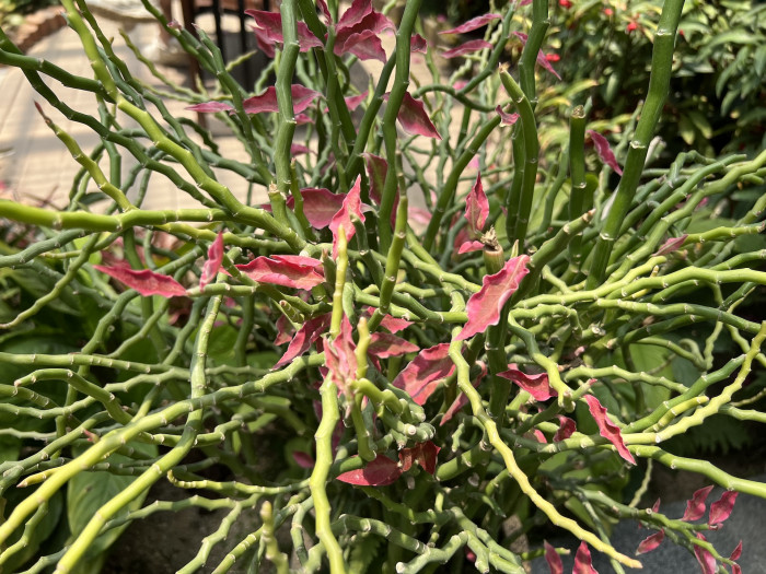 대은룡 - Euphorbia tithymaloides L.