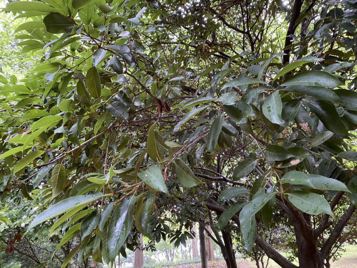 붉가시나무 - Quercus acuta Thunb. ex Murray for. acuta
