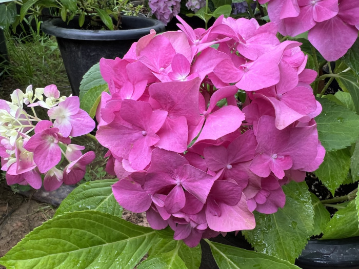 렛츠댄스 아리바 수국 - Hydrangea macrophylla iArriba