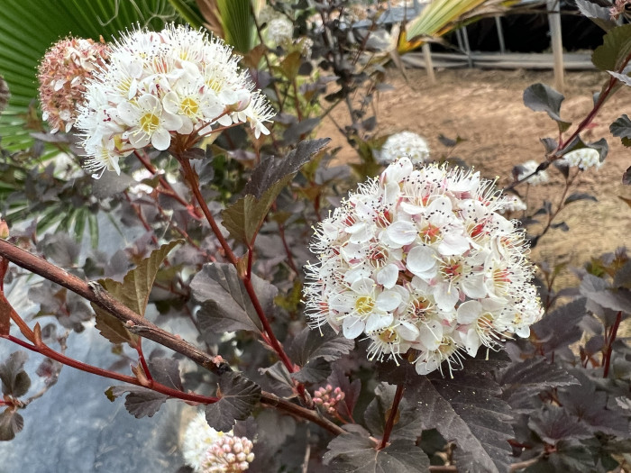 자엽국수나무 - Physocarpus opulifolius
