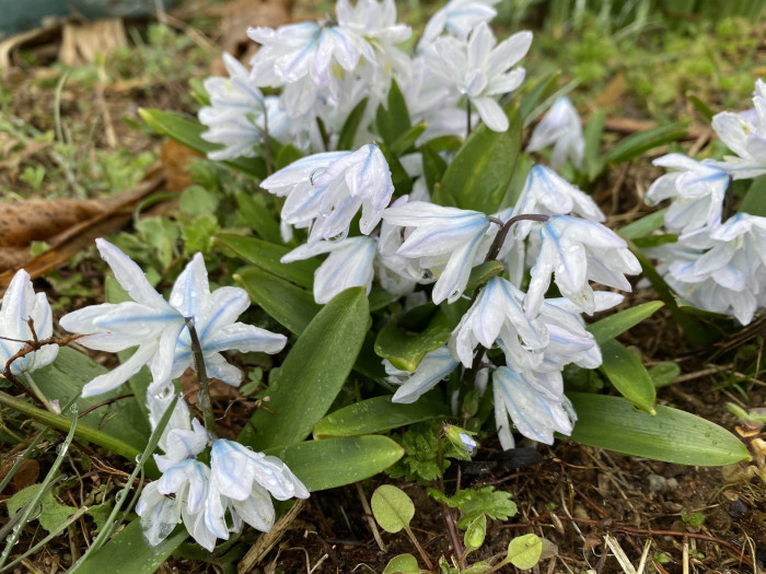 쉴라 - Scilla, Scilla spp.