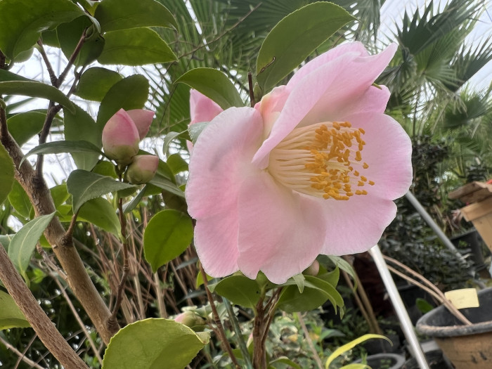 동백나무 - Camellia Japonica