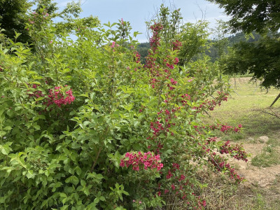 붉은병꽃나무 사진 - Weigela florida (Bunge) A. DC. Photos