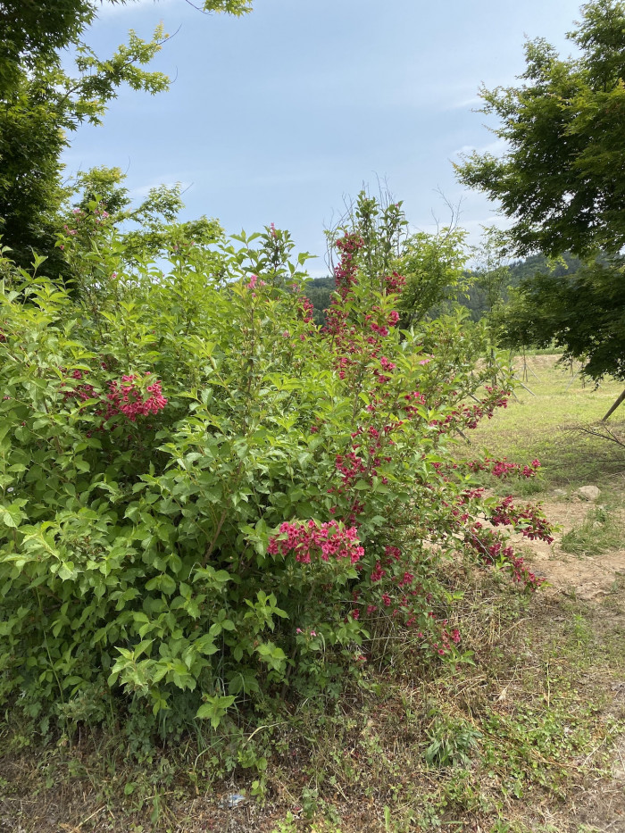 붉은병꽃나무 - Weigela florida (Bunge) A. DC.