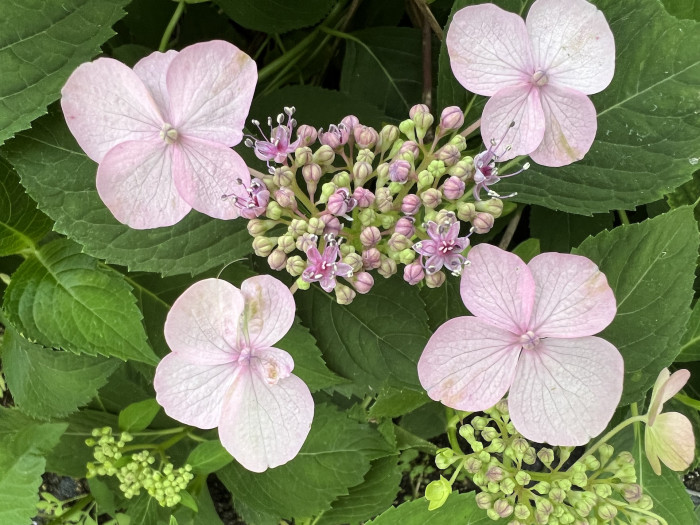 수국 옹달샘 - Hydrangea Morinoizumi