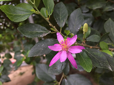 수련목
