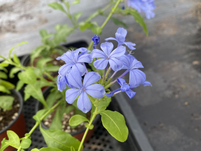 프롬바고 - Plumbago, Leadwort, Plumbago europaea L. 