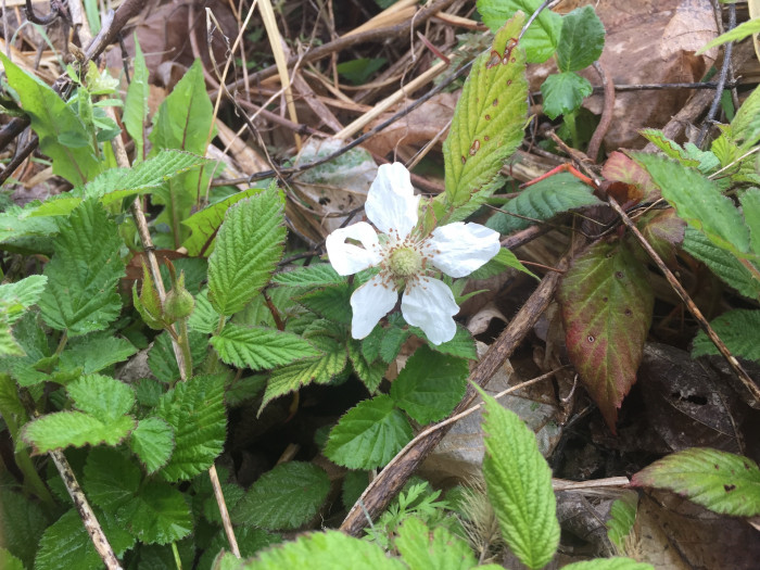 장딸기 - Rubus hirsutus Thunb.