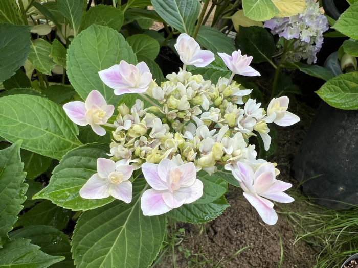 은하 수국 - Hydrangea macrophylla Ginga