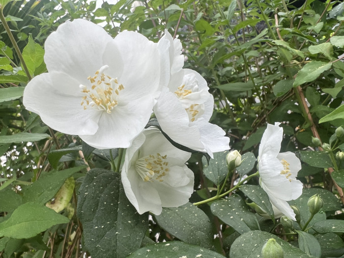고광나무 - Korean mock orange