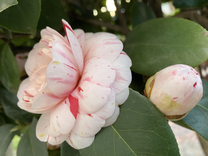 동백나무 - Camellia japonica L.