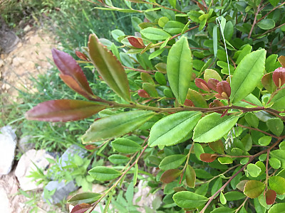 우묵사스레피나무 사진 - Eurya emarginata (Thunb.) Makino Photos