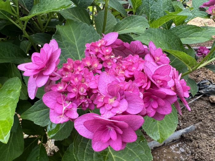 수국 히미코 - Hydrangea Tsukigumi