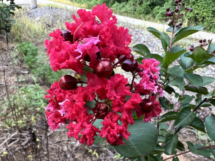 배롱나무 다이나마이트 - Lagerstroemia indica Dynamite