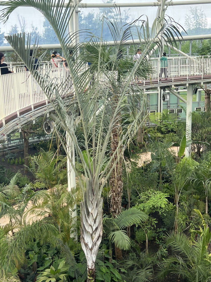 삼각야자 - Triangle Palm, Dypsis decaryi, Neodypsis decaryi jumelle