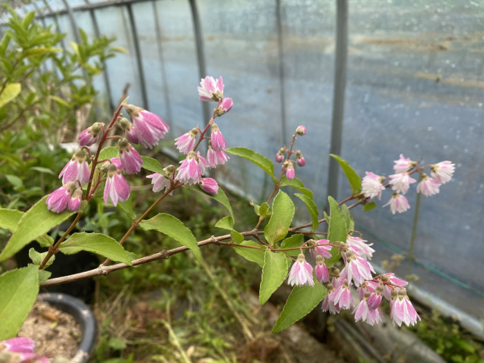 빈도리 - Deutzia crenata Siebold & Zucc.