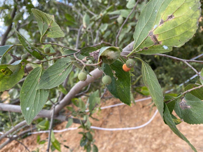 팽나무 - Chinese Hackberry, Celtis sinensis Pers.