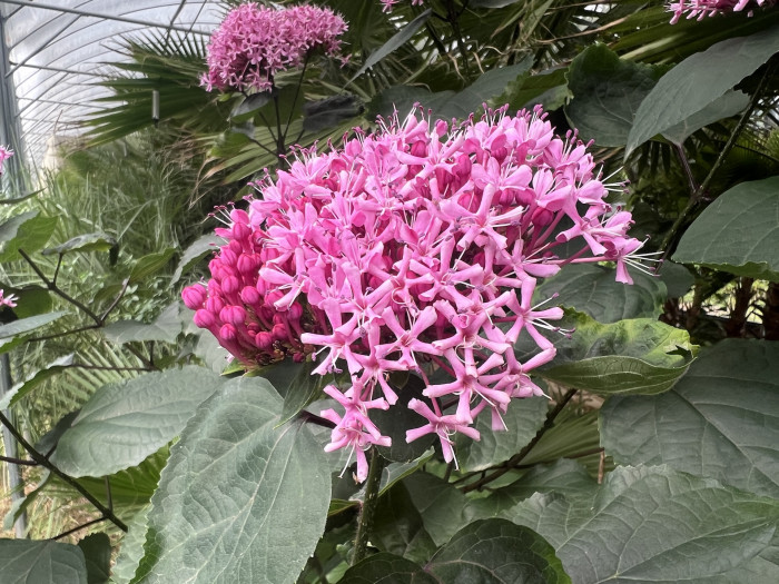 꽃누리장 - Rose glory bower, Kashmir bouquet, Mexican hydrangea, Cashmir bouquet
