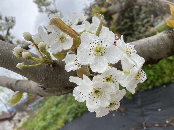 배나무 - pear tree, Pyrus pyrifolia var.culta