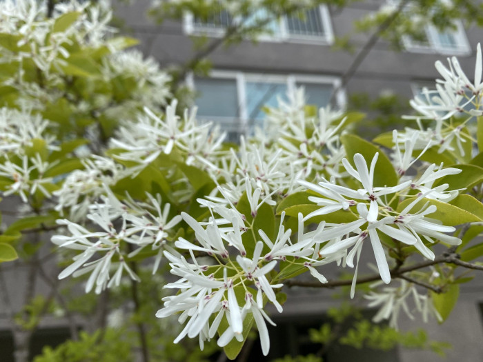 이팝나무 - Chinese Fringe Tree, Chionanthus retusus Lindl. & Paxton