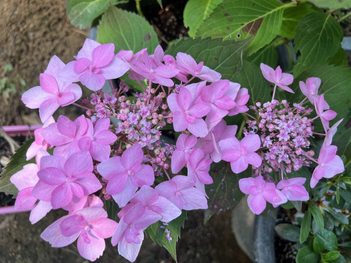 수국 렛츠댄스 캔두  - Hydrangea Macrophylla