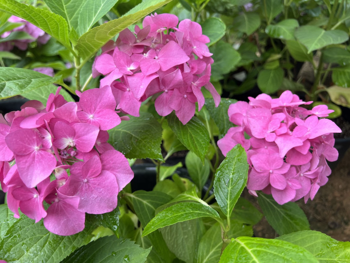 렛츠댄스 아리바 수국 - Hydrangea macrophylla iArriba