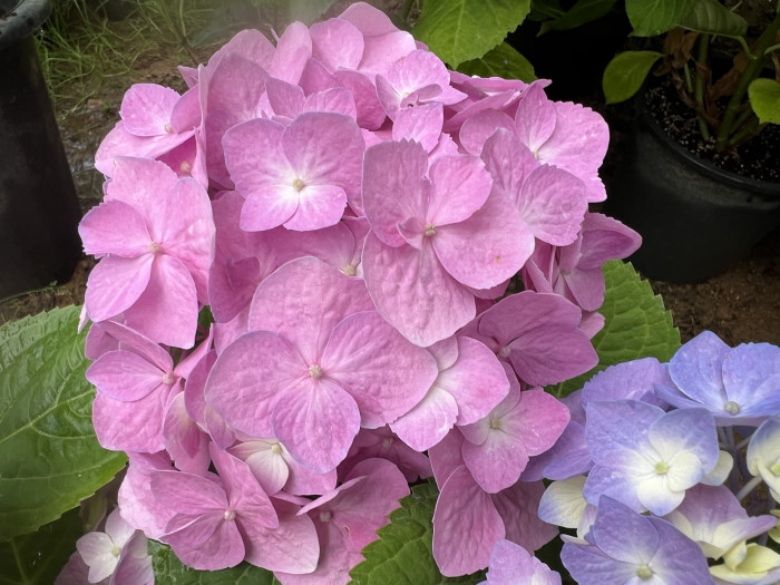 렛츠댄스 빅밴드 수국 - Hydrangea macrophylla Big Band