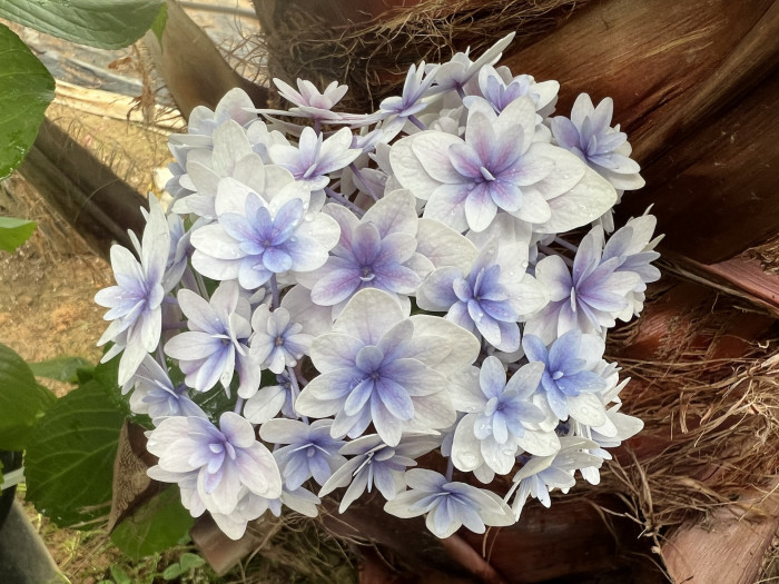 카쿠야히메 수국 - Hydrangea Macrophylla