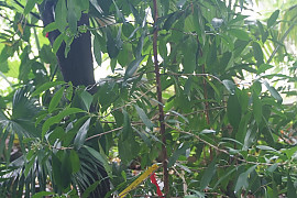 아르디시아 루밀리스 - Ardisia humilis