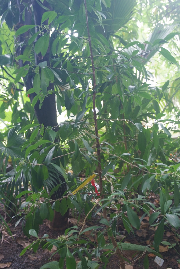 아르디시아 루밀리스 - Arisia humulis, Ardisia humilis