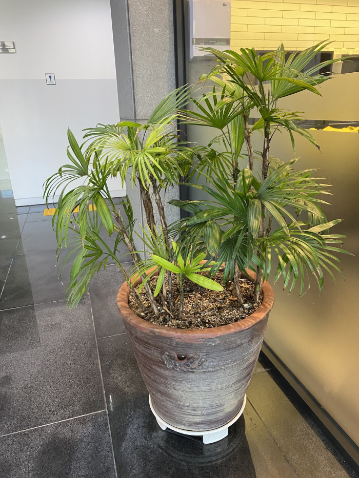 종려죽 - Slender Lady Palm, Rhapis Palm, Rhapis humilis Blume