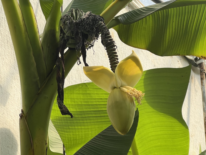 파초 - Japanese banana, Japanese fibre banana, hardy banana