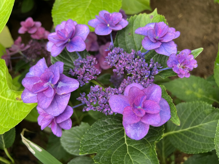 페어리 아이 - Hydrangea Macrophylla