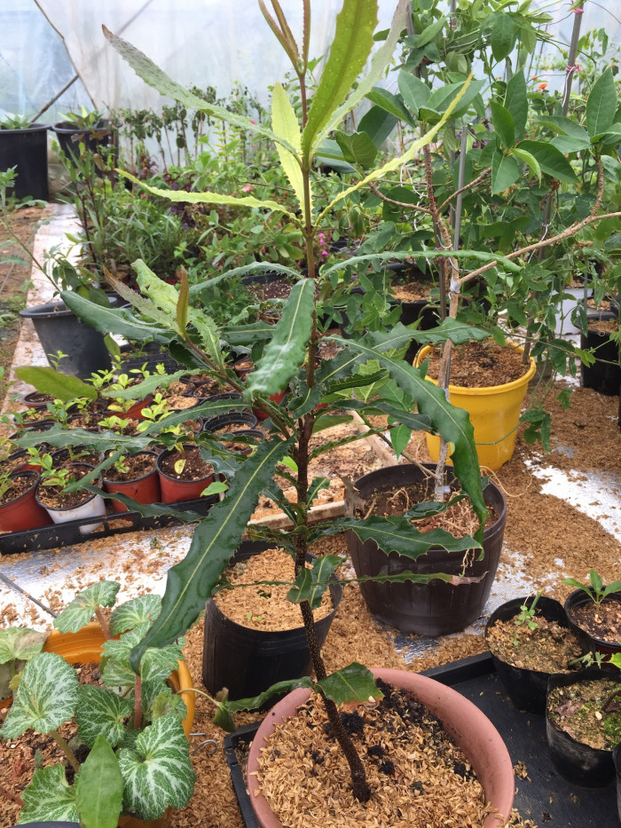 마카다미아 터니폴리아 - small-fruited Queensland nut, Gympie nut, Macadamia ternifolia F.Muell.