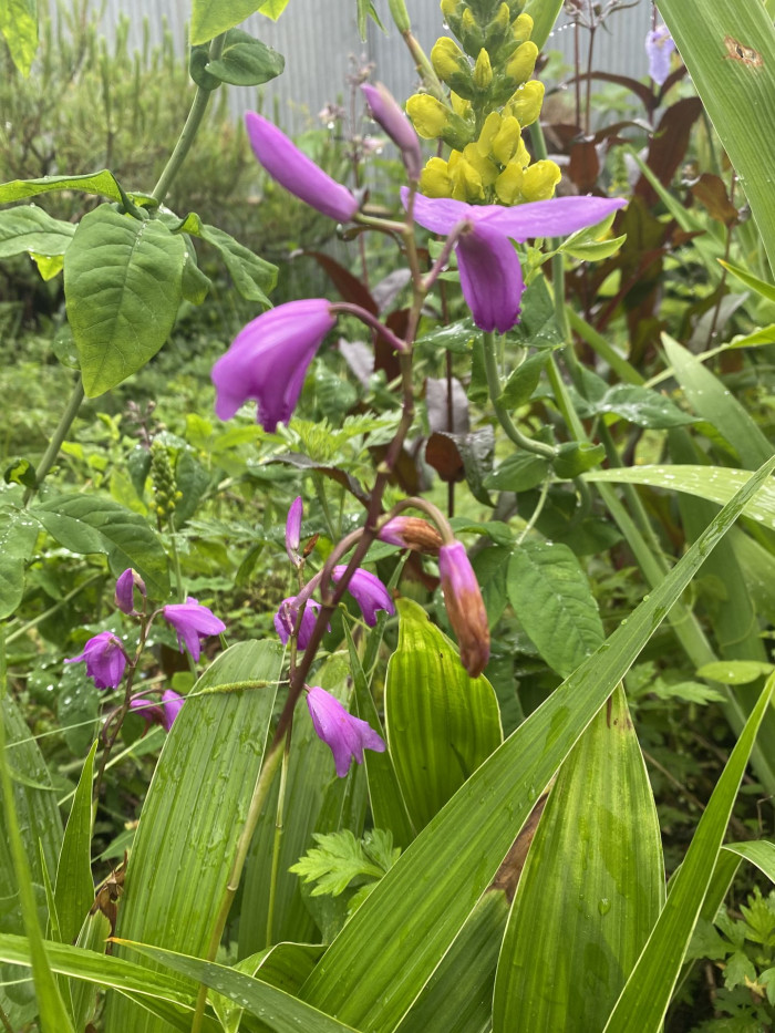 자란 - Bletilla striata (Thunb. ex Murray) Rchb.f.