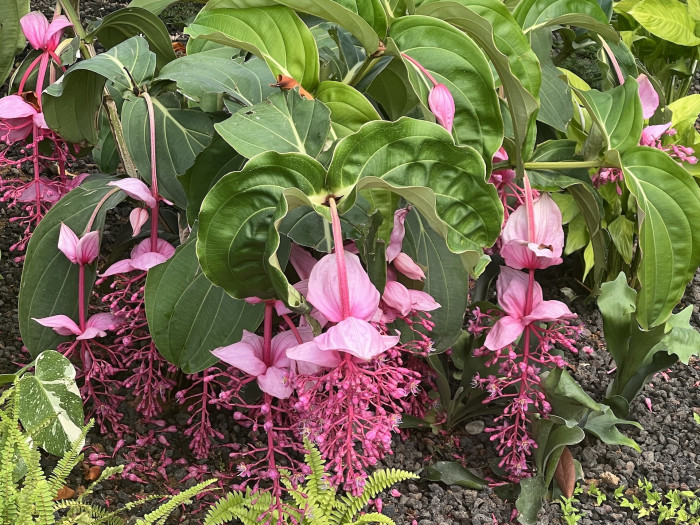 메디닐라 - Rose grape, Pink lantern, Medinilla Magnifica