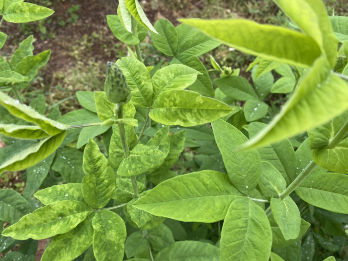 밥티시아 - False indico, Baptisia australis