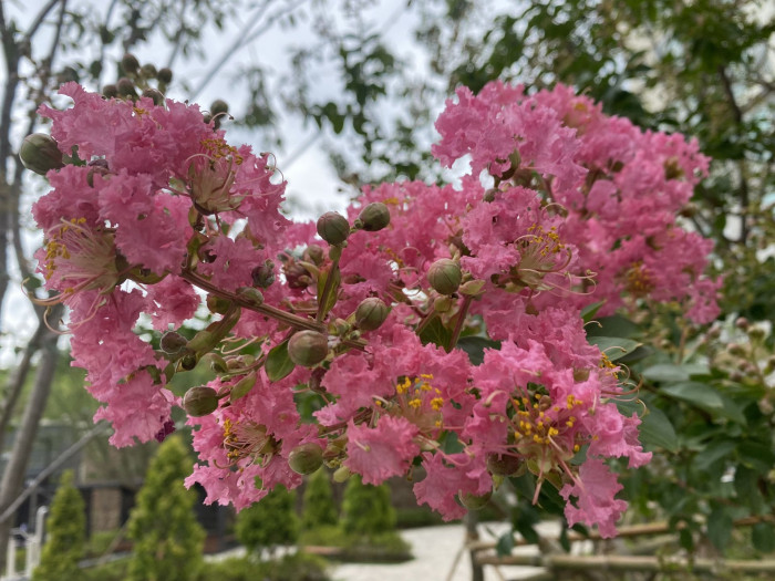 배롱나무 - Crape myrtle, Lagerstroemia indica