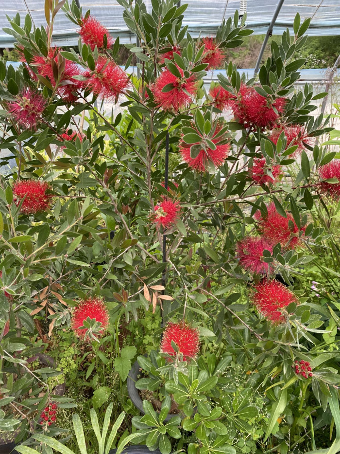 병솔나무 - Bottlebrush, Callistemon lanceolatus