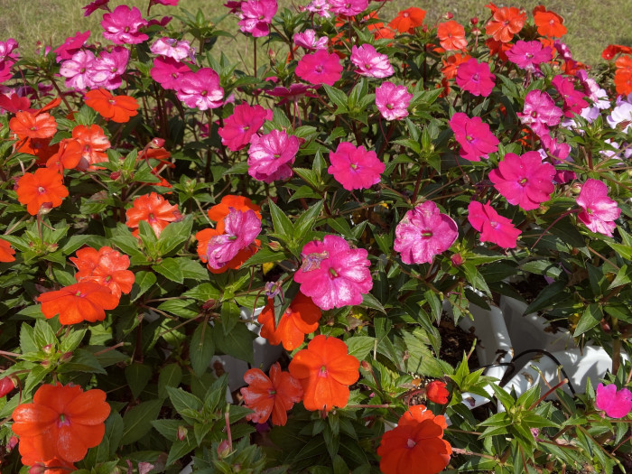아프리카 봉선화 - Garden impatiens, Impatiens