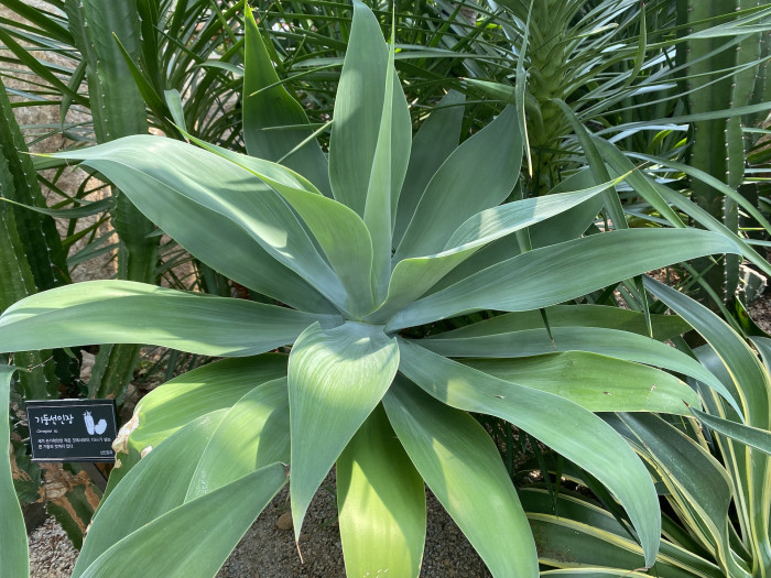 아테누아타 - Foxtail Agave, Dragon-Tree Agave, Spineless Agave, Agave attenuata
