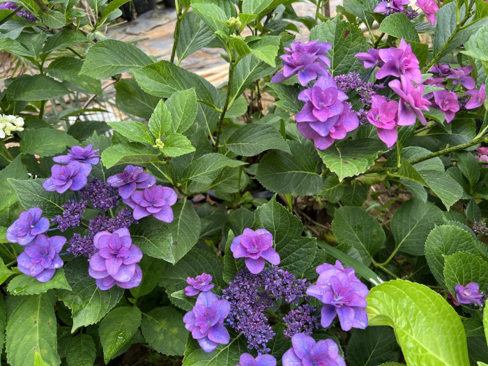 히미코 수국 - Hydrangea Macrophylla 