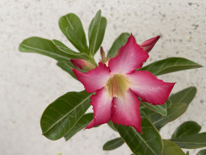 석화 - Adenium obesm, Adenium