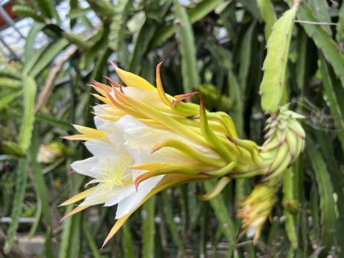 용과 - Dragon Fruit, Hylocereus Undatus