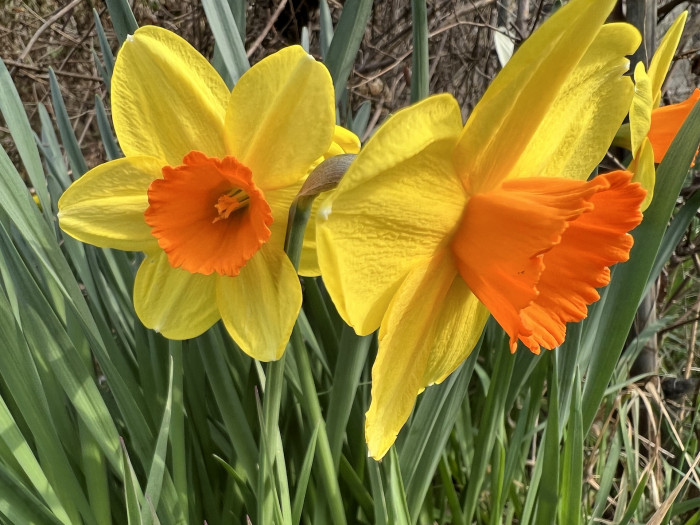 수선화 - daffodil, Narcissus tazetta var. chinensis