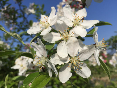 아그배나무 사진 - Malus sieboldii (Regel) Rehder Photos