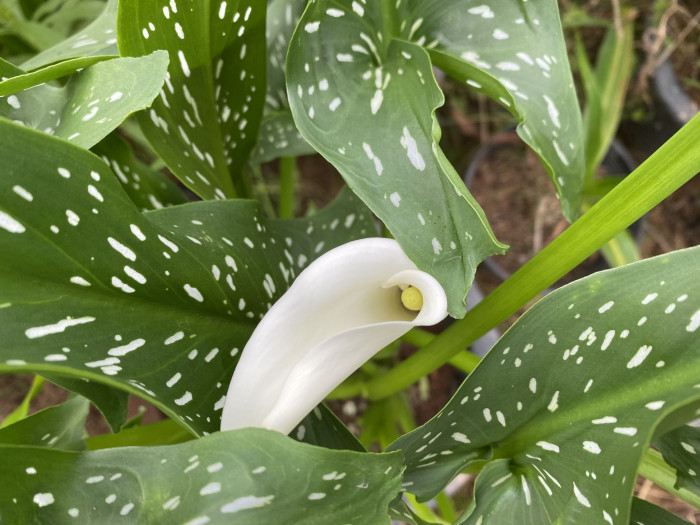 칼라 - calla, Zantedeschia aethiopica